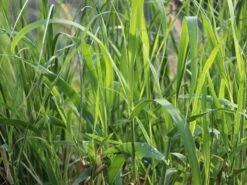 Pfahlrohr -Angebote Wurzel Zeit Store pfahlrohr m044598 w 2