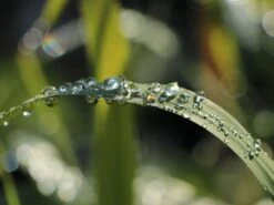 Pfahlrohr -Angebote Wurzel Zeit Store pfahlrohr m044598 w 3