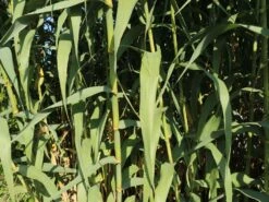 Pfahlrohr -Angebote Wurzel Zeit Store pfahlrohr m044598 w 4