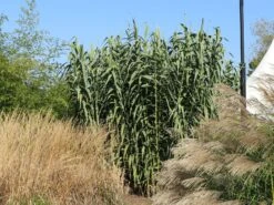 Pfahlrohr -Angebote Wurzel Zeit Store pfahlrohr m044598 w 6