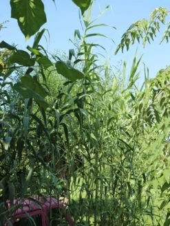 Pfahlrohr -Angebote Wurzel Zeit Store pfahlrohr m044598 w 7