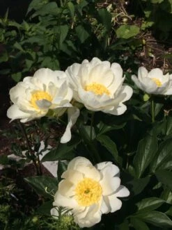 Pfingstrose 'Jan Van Leeuwen' -Angebote Wurzel Zeit Store pfingstrose jan van leeuwen m062454 193676 0