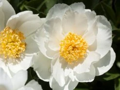 Pfingstrose 'Jan Van Leeuwen' -Angebote Wurzel Zeit Store pfingstrose jan van leeuwen m062454 w 0