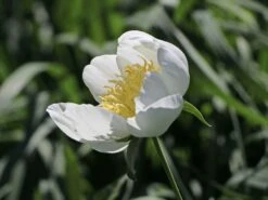 Pfingstrose 'Jan Van Leeuwen' -Angebote Wurzel Zeit Store pfingstrose jan van leeuwen m062454 w 2