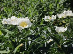 Pfingstrose 'Jan Van Leeuwen' -Angebote Wurzel Zeit Store pfingstrose jan van leeuwen m062454 w 3