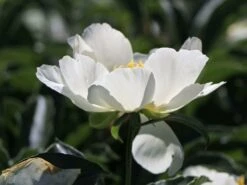 Pfingstrose 'Jan Van Leeuwen' -Angebote Wurzel Zeit Store pfingstrose jan van leeuwen m062454 w 5