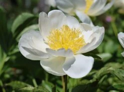 Pfingstrose 'Jan Van Leeuwen' -Angebote Wurzel Zeit Store pfingstrose jan van leeuwen m062454 w 6