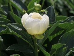 Pfingstrose 'Jan Van Leeuwen' -Angebote Wurzel Zeit Store pfingstrose jan van leeuwen m062454 w 7