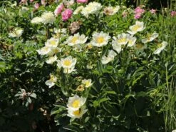 Pfingstrose 'Jan Van Leeuwen' -Angebote Wurzel Zeit Store pfingstrose jan van leeuwen m062454 w 8