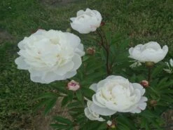 Pfingstrose Weiß Gefüllt -Angebote Wurzel Zeit Store pfingstrose weiss gefuellt m001669 1163410 0