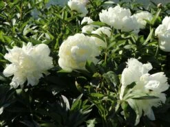 Pfingstrose Weiß Gefüllt -Angebote Wurzel Zeit Store pfingstrose weiss gefuellt m001669 w 0