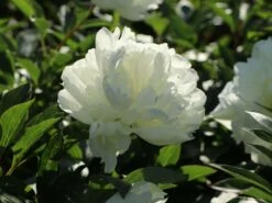 Pfingstrose Weiß Gefüllt -Angebote Wurzel Zeit Store pfingstrose weiss gefuellt m001669 w 2