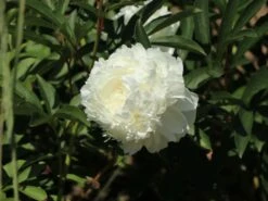 Pfingstrose Weiß Gefüllt -Angebote Wurzel Zeit Store pfingstrose weiss gefuellt m001669 w 3