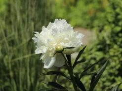 Pfingstrose Weiß Gefüllt -Angebote Wurzel Zeit Store pfingstrose weiss gefuellt m001669 w 4