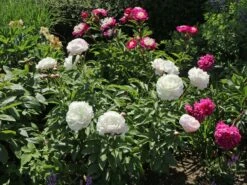 Pfingstrose Weiß Gefüllt -Angebote Wurzel Zeit Store pfingstrose weiss gefuellt m001669 w 5