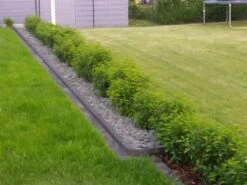 Portugiesische Lorbeerkirsche 'Angustifolia' -Angebote Wurzel Zeit Store portugiesische lorbeerkirsche angustifolia m012196 1015328 0