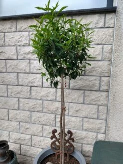 Portugiesische Lorbeerkirsche 'Angustifolia' -Angebote Wurzel Zeit Store portugiesische lorbeerkirsche angustifolia m012196 598791 0