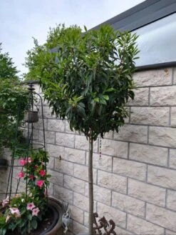 Portugiesische Lorbeerkirsche 'Angustifolia' -Angebote Wurzel Zeit Store portugiesische lorbeerkirsche angustifolia m012196 598791 1