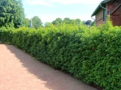 Portugiesische Lorbeerkirsche 'Angustifolia' -Angebote Wurzel Zeit Store portugiesische lorbeerkirsche angustifolia m012196 w 0