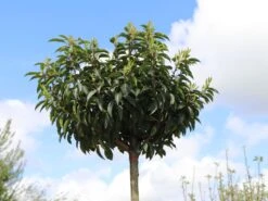 Portugiesische Lorbeerkirsche 'Angustifolia' -Angebote Wurzel Zeit Store portugiesische lorbeerkirsche angustifolia m012196 w 1