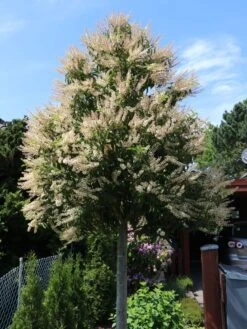 Portugiesische Lorbeerkirsche 'Angustifolia' -Angebote Wurzel Zeit Store portugiesische lorbeerkirsche angustifolia m012196 w 10