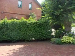 Portugiesische Lorbeerkirsche 'Angustifolia' -Angebote Wurzel Zeit Store portugiesische lorbeerkirsche angustifolia m012196 w 2