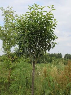 Portugiesische Lorbeerkirsche 'Angustifolia' -Angebote Wurzel Zeit Store portugiesische lorbeerkirsche angustifolia m012196 w 5