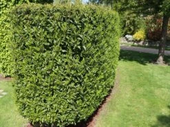 Portugiesische Lorbeerkirsche 'Angustifolia' -Angebote Wurzel Zeit Store portugiesische lorbeerkirsche angustifolia m012196 w 8