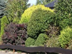 Portugiesische Lorbeerkirsche 'Angustifolia' -Angebote Wurzel Zeit Store portugiesische lorbeerkirsche angustifolia m012196 w 9