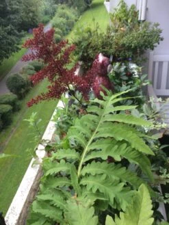 Prachtspiere 'Red Sentinel' -Angebote Wurzel Zeit Store prachtspiere red sentinel m001584 193676 0