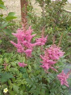 Prachtspiere 'Red Sentinel' -Angebote Wurzel Zeit Store prachtspiere red sentinel m001584 859569 0