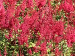 Prachtspiere 'Red Sentinel' -Angebote Wurzel Zeit Store prachtspiere red sentinel m001584 w 0