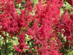 Prachtspiere 'Red Sentinel' -Angebote Wurzel Zeit Store prachtspiere red sentinel m001584 w 1