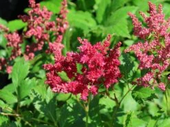 Prachtspiere 'Younique ® Fireberry' -Angebote Wurzel Zeit Store prachtspiere younique fireberry m063620 w 0