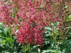 Prachtspiere 'Younique ® Fireberry' -Angebote Wurzel Zeit Store prachtspiere younique fireberry m063620 w 1