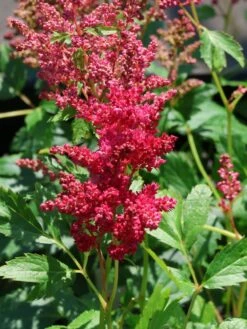 Prachtspiere 'Younique ® Fireberry' -Angebote Wurzel Zeit Store prachtspiere younique fireberry m063620 w 2