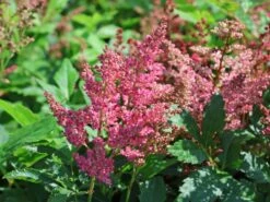 Prachtspiere 'Younique ® Fireberry' -Angebote Wurzel Zeit Store prachtspiere younique fireberry m063620 w 4