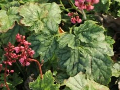 Purpurglöckchen 'Berry Timeless' -Angebote Wurzel Zeit Store purpurgloeckchen berry timeless m117997 w 0