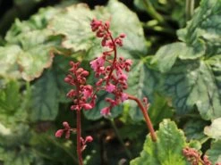 Purpurglöckchen 'Berry Timeless' -Angebote Wurzel Zeit Store purpurgloeckchen berry timeless m117997 w 2