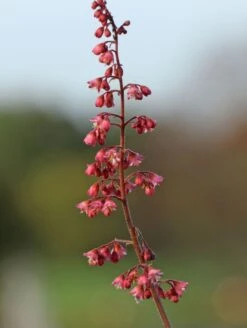 Purpurglöckchen 'Berry Timeless' -Angebote Wurzel Zeit Store purpurgloeckchen berry timeless m117997 w 3