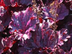 Purpurglöckchen 'Forever Purple' -Angebote Wurzel Zeit Store purpurgloeckchen forever purple m108705 w 0