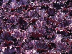 Purpurglöckchen 'Forever Purple' -Angebote Wurzel Zeit Store purpurgloeckchen forever purple m108705 w 2