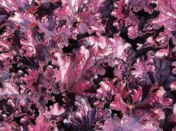 Purpurglöckchen 'Forever Purple' -Angebote Wurzel Zeit Store purpurgloeckchen forever purple m108705 w 3