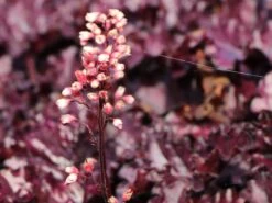 Purpurglöckchen 'Forever Purple' -Angebote Wurzel Zeit Store purpurgloeckchen forever purple m108705 w 4