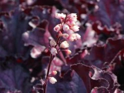 Purpurglöckchen 'Forever Purple' -Angebote Wurzel Zeit Store purpurgloeckchen forever purple m108705 w 5