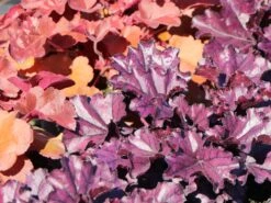 Purpurglöckchen 'Forever Purple' -Angebote Wurzel Zeit Store purpurgloeckchen forever purple m108705 w 6