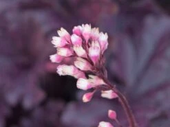 Purpurglöckchen 'Forever Purple' -Angebote Wurzel Zeit Store purpurgloeckchen forever purple m108705 w 8