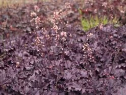 Purpurglöckchen 'Forever Purple' -Angebote Wurzel Zeit Store purpurgloeckchen forever purple m108705 w 9