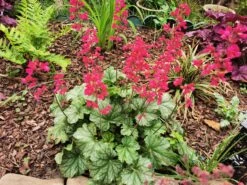 Purpurglöckchen 'Paris' -Angebote Wurzel Zeit Store purpurgloeckchen paris m080545 1016145 0