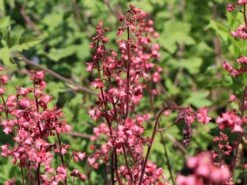 Purpurglöckchen 'Paris' -Angebote Wurzel Zeit Store purpurgloeckchen paris m080545 w 0